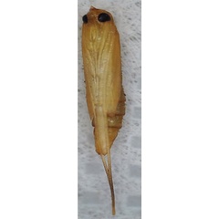 /filer/webapps/moths_gc/media/images/S/sinensis_Conopomorpha_pupa3_Siraj-etal_2026_175.jpg