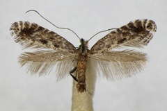 Parornix finitimella