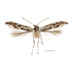 /filer/webapps/moths_gc/media/images/A/aberrans_Anarsioses_A_male_USNM.jpg