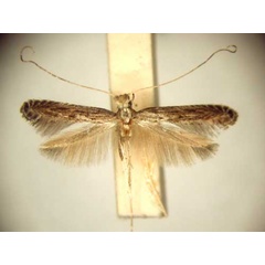 /filer/webapps/moths_gc/media/images/H/habrogramma_Pleiomorpha_PT_TMSA6105.jpg