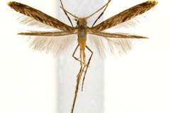 Diphtheroptila glochidia