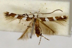 Telamoptilia cathedraea
