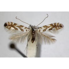 /filer/webapps/moths_gc/media/images/G/geniculella_Phyllonorycter_A_ZSM_4.jpg