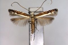 Artifodina strigulata