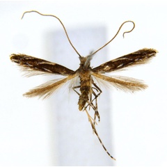 /filer/webapps/moths_gc/media/images/D/desmodiella_Liocrobyla_M10_ANIC.jpg