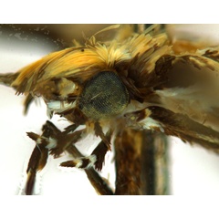 /filer/webapps/moths_gc/media/images/K/kuranda_Liocrobyla_HT_head2_ANIC.jpg