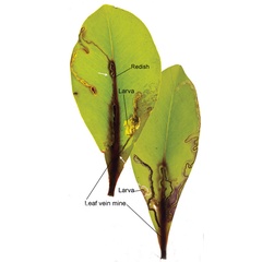 /filer/webapps/moths_gc/media/images/S/succedanea_Philodoria_Mine_Kobayashi-et-al_2018_135.jpg