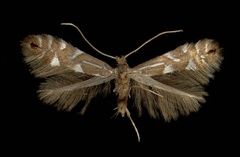 /filer/webapps/moths_gc/media/images/S/strigulatella_Phyllonorycter_A_Wroclaw_11111890_MHNG.jpg
