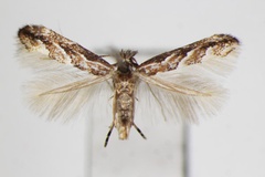 Phyllonorycter issikii