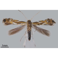 /filer/webapps/moths_gc/media/images/H/hemera_Phyllocnistis_HT_Fochezato-et-al_2018_59.jpg