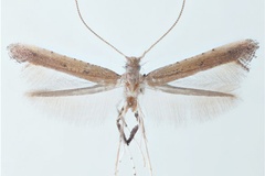 Caloptilia rhynchosiae