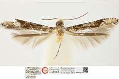 Conopomorpha oceanica