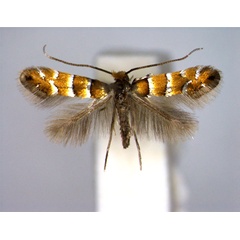 /filer/webapps/moths_gc/media/images/K/klemannella_Phyllonorycter_A_EIHU.jpg