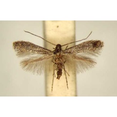 /filer/webapps/moths_gc/media/images/P/pergulariae_Metriochroa_PT_TMSA6328.jpg