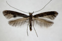 Caloptilia populetorum