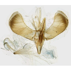 /filer/webapps/moths_gc/media/images/C/conimbricensis_Caloptilia_GM_Corley_4174.jpg