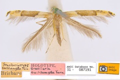 Acrocercops enchlamyda
