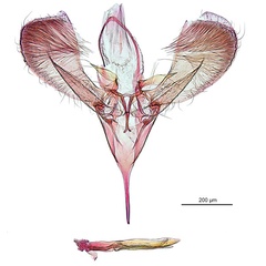 /filer/webapps/moths_gc/media/images/P/panconita_Murwillumbah_PT_GM_A13_De-Prins-et-al_2026_300.jpg