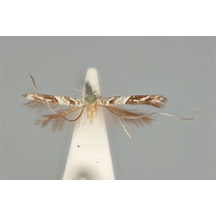 /filer/webapps/moths_gc/media/images/H/holoteles_Cuphodes_HT_ANIC31-010796_dorsal.jpg