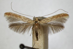 Povolnya leucapennella