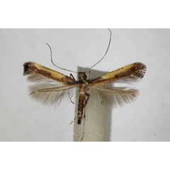 /filer/webapps/moths_gc/media/images/A/azaleella_Caloptilia_A_ZSM.jpg