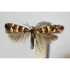 /filer/webapps/moths_gc/media/images/F/froelichiella_Phyllonorycter_A_ZSM_2.jpg