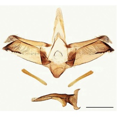 /filer/webapps/moths_gc/media/images/B/baranchikovi_Micrurapteryx_GM_PT_Kirichenko-et-al_2021_142.jpg