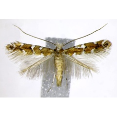 /filer/webapps/moths_gc/media/images/G/gaultheriella_Cameraria_AF_Landry.jpg