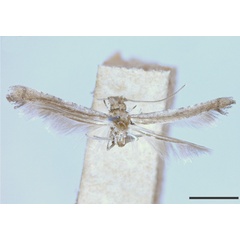 /filer/webapps/moths_gc/media/images/B/burserella_Caloptilia_HT_USNM.jpg