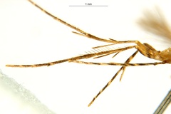 Diphtheroptila glochidia