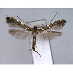 /filer/webapps/moths_gc/media/images/A/aurifasciata_Caloptilia_PT_EIHU.jpg