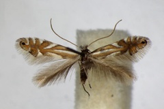 Phyllonorycter strigulatella