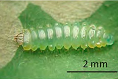 Chrysaster ostensackenella