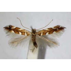 /filer/webapps/moths_gc/media/images/M/muelleriella_Phyllonorycter_A_ZSM.jpg
