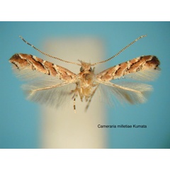 /filer/webapps/moths_gc/media/images/M/milletiae_Cameraria_HT_EIHU.jpg