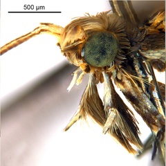 /filer/webapps/moths_gc/media/images/O/oxyloga_Diphtheroptila_AM_head2_NULT025053.jpg