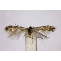 /filer/webapps/moths_gc/media/images/S/strigulatella_Phyllonorycter_ST_BMNH.jpg