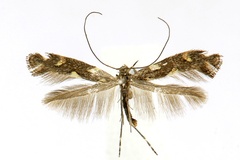 Calybites phasianipennella