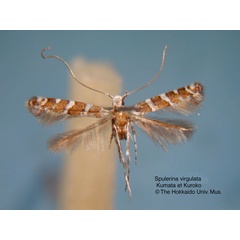 /filer/webapps/moths_gc/media/images/V/virgulata_Spulerina_HT_EIHU.jpg