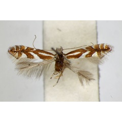 /filer/webapps/moths_gc/media/images/M/mespilella_Phyllonorycter_A_ZSM.jpg