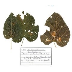 /filer/webapps/moths_gc/media/images/K/kakadu_Crotona_mines_De-Prins-etal_2025_39.jpg