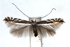 Micrurapteryx kollariella