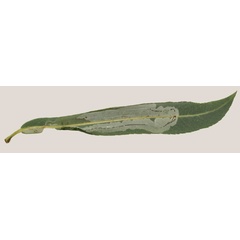 /filer/webapps/moths_gc/media/images/S/saligna_Phyllocnistis_Mine_Kirichenko-etal_2023_18c.jpg