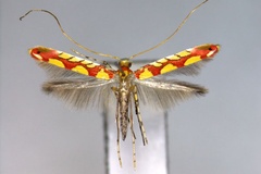 Macarostola phoenicaula