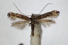 Calybites phasianipennella