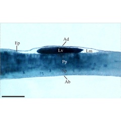 /filer/webapps/moths_gc/media/images/C/chilensis_Leurocephala_mine_sap-feeding_Pereira-et-al_2017.jpg