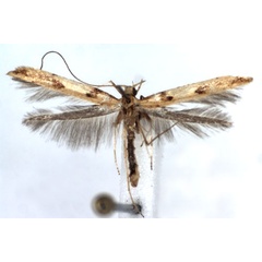 /filer/webapps/moths_gc/media/images/H/honoratella_Caloptilia_A_WJDP_2.jpg