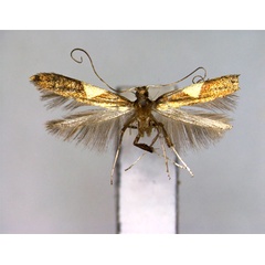 /filer/webapps/moths_gc/media/images/Y/yasudai_Caloptilia_PT_EIHU.jpg