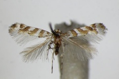 Cupedia cupediella