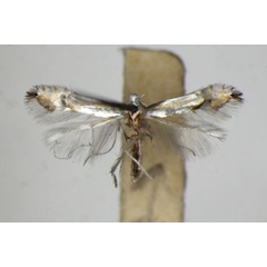 /filer/webapps/moths_gc/media/images/C/canariensis_Phyllocnistis_PT_ZSM.jpg